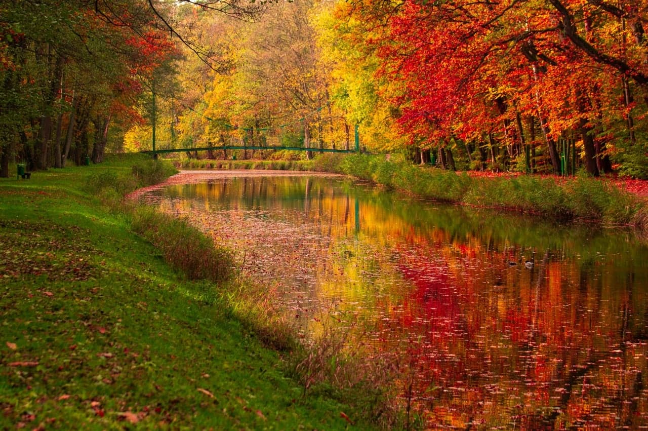 The Pilgrims and the First Thanksgiving